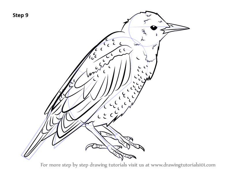 Learn How to Draw a European Starling (Birds) Step by Step Drawing